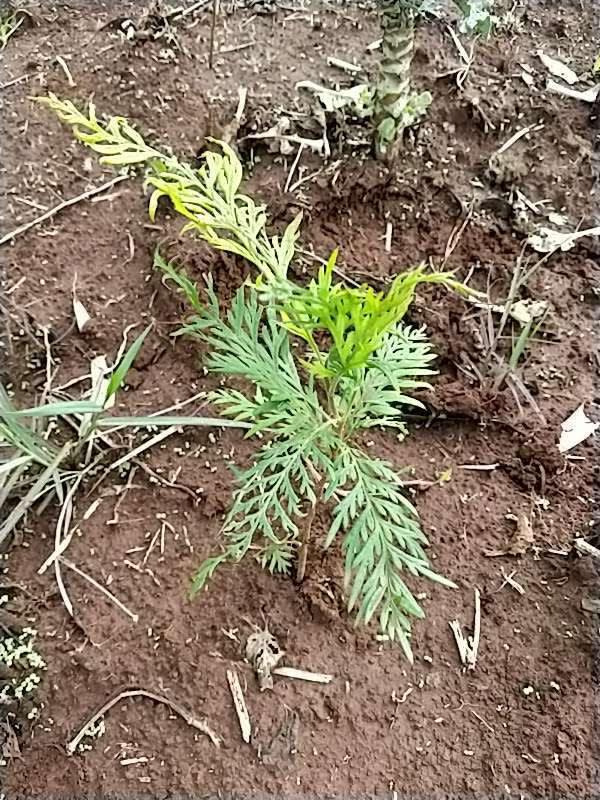 tree image