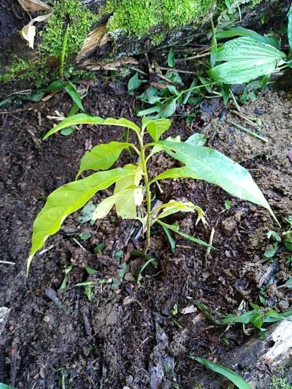 tree image