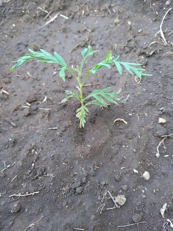 tree image