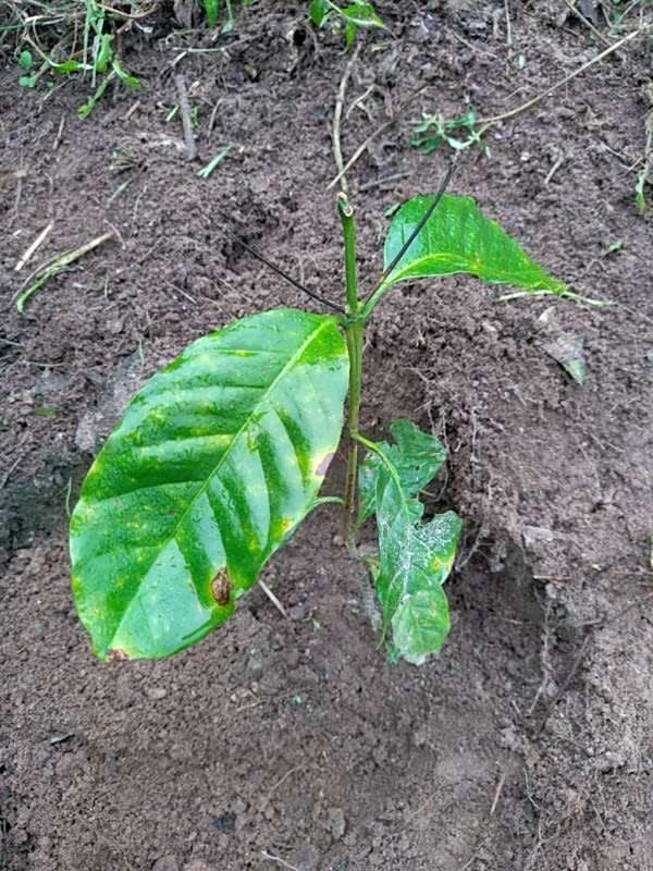 tree image