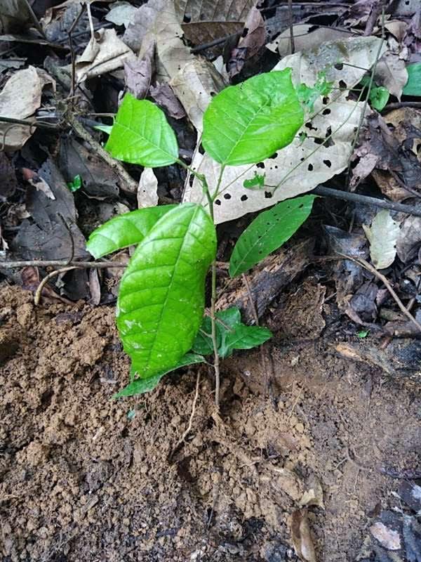 tree image