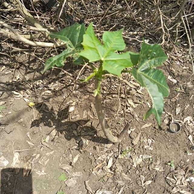 tree image