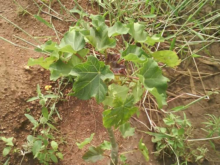 tree image