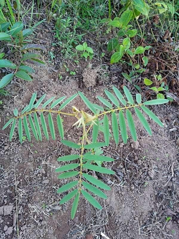 tree image