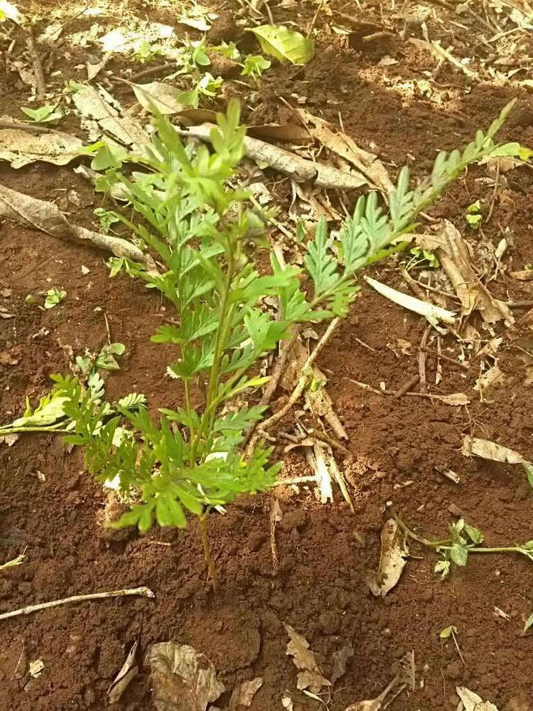 tree image