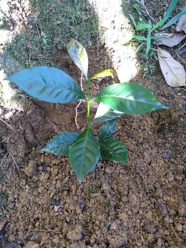 tree image
