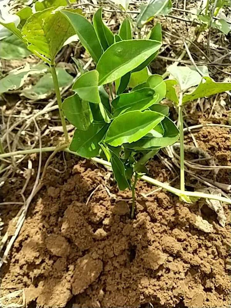tree image