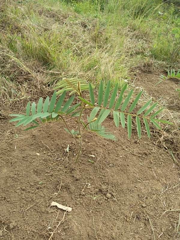 tree image