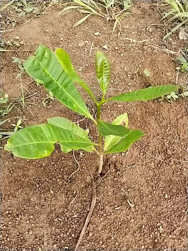 tree image