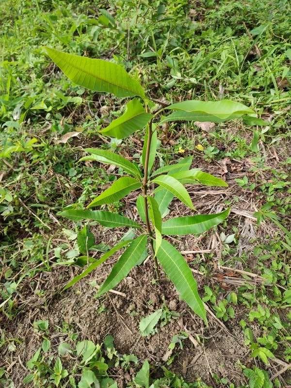 tree image