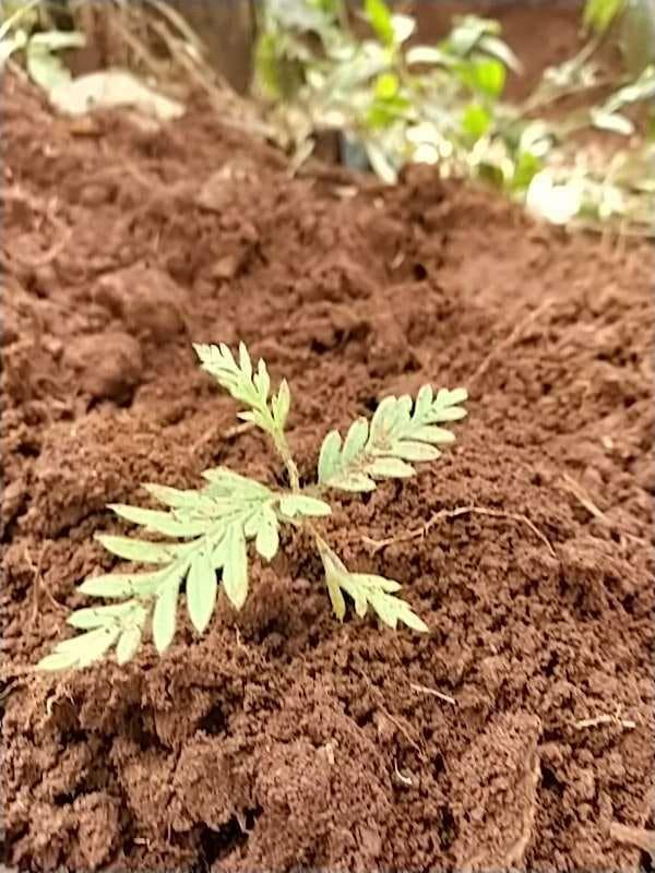 tree image