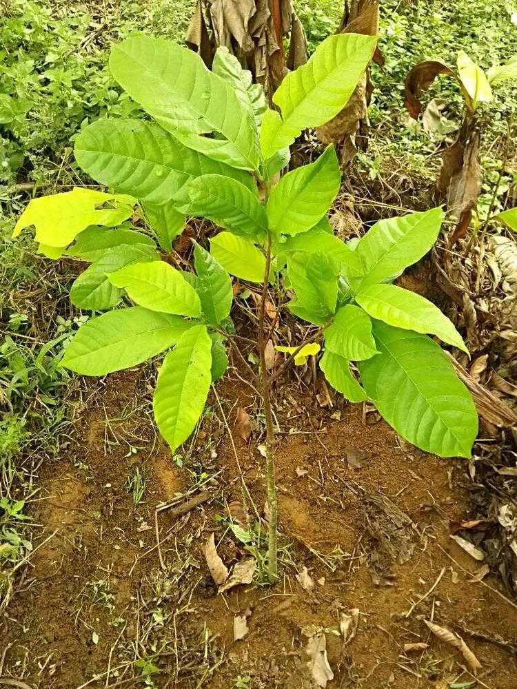 tree image