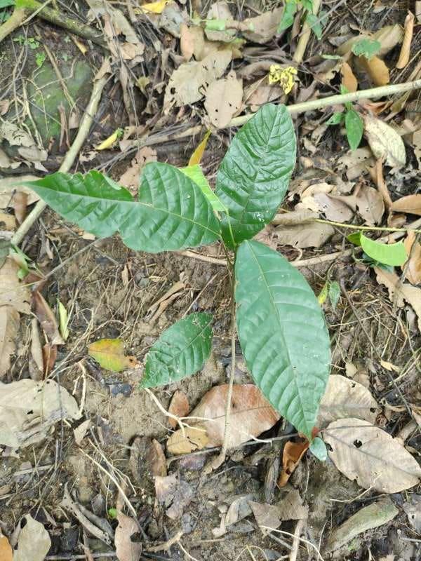 tree image