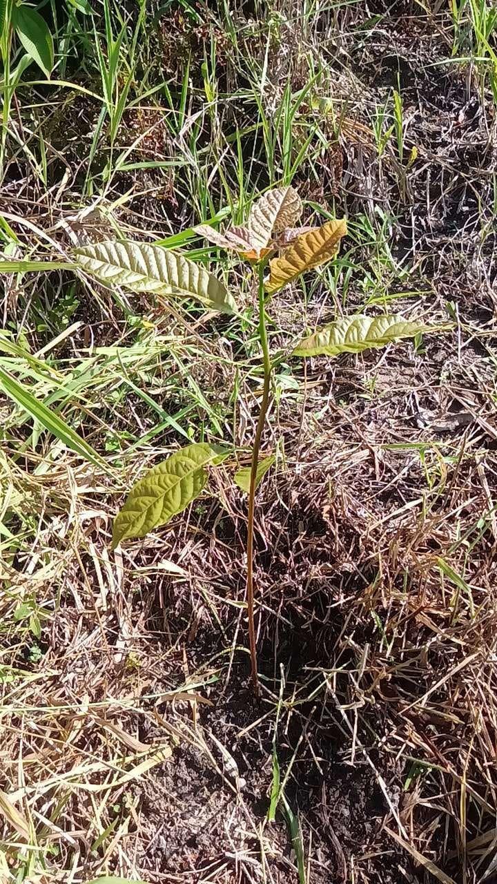 tree image