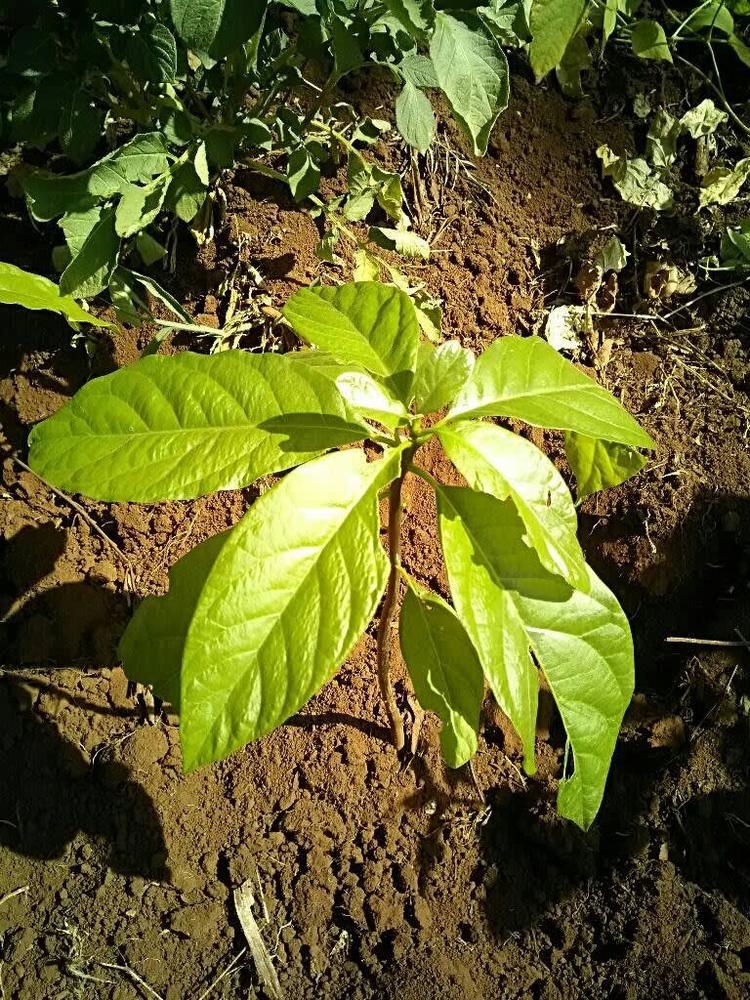 tree image