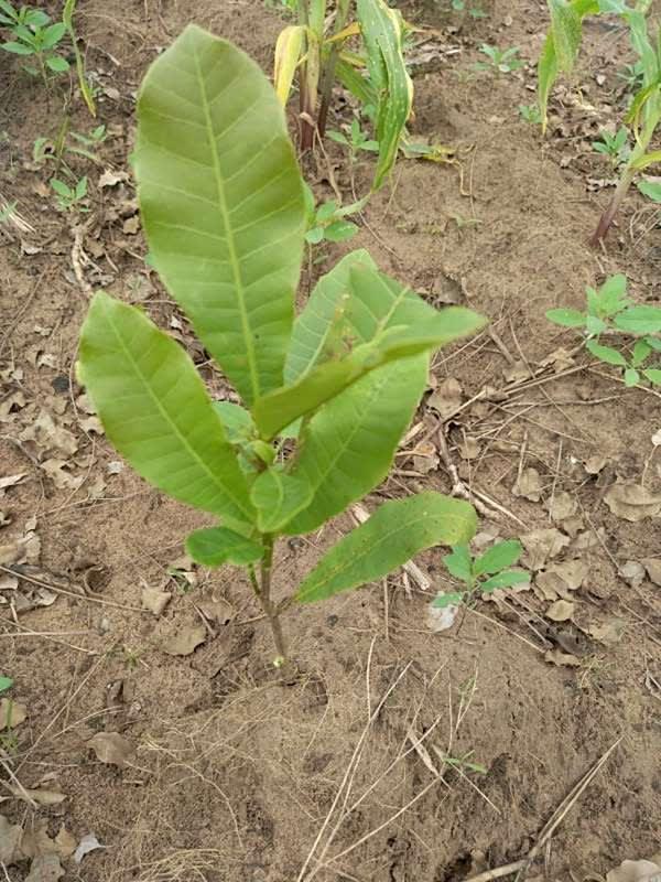 tree image