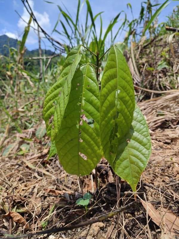 tree image