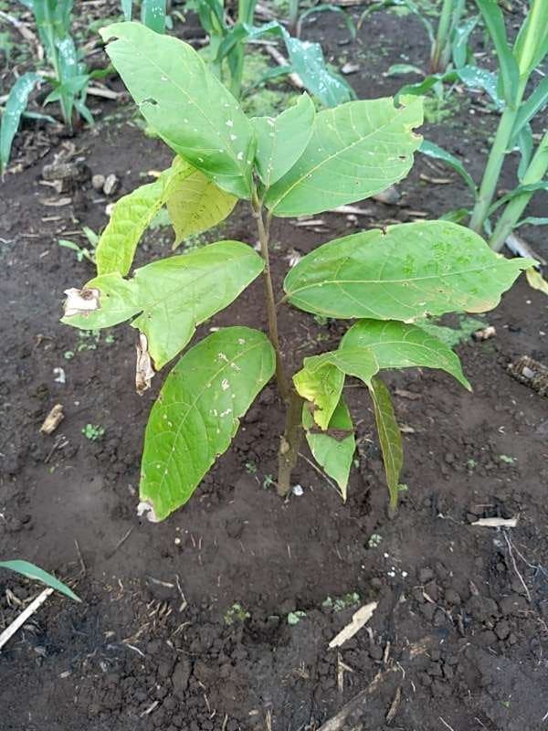 tree image