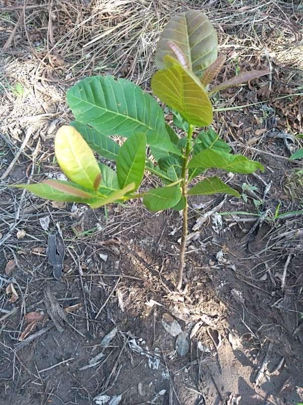 tree image