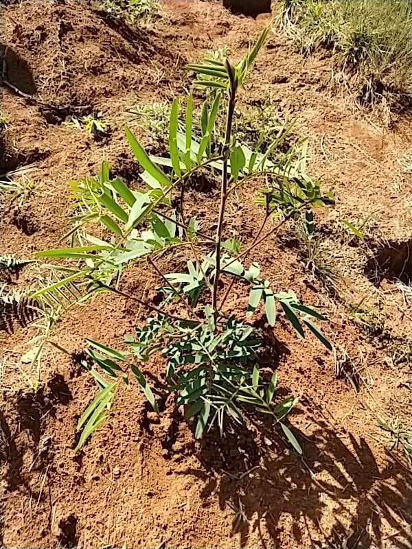tree image