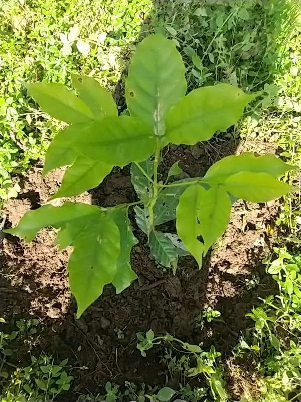 tree image