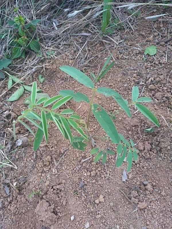 tree image