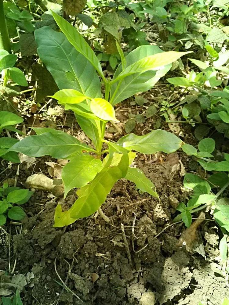 tree image