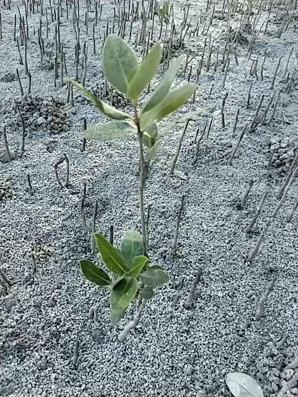 tree image