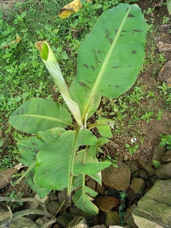 tree image