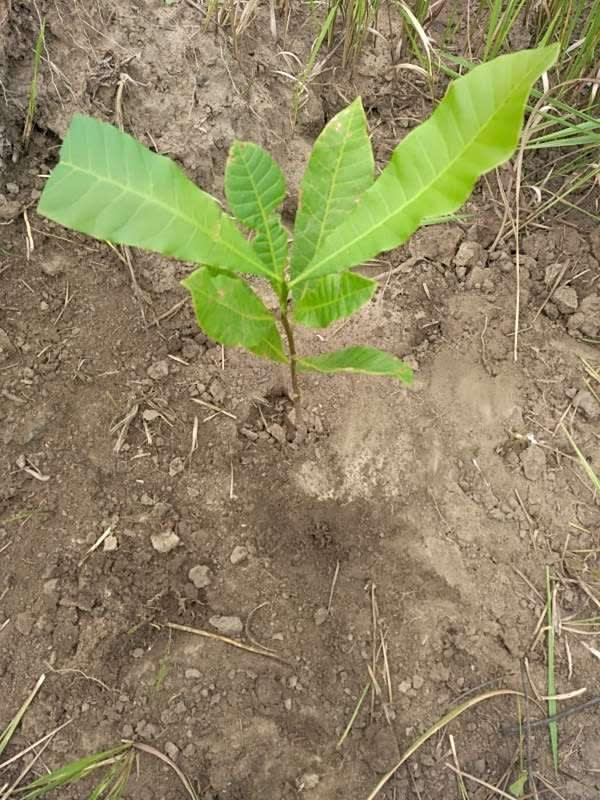tree image