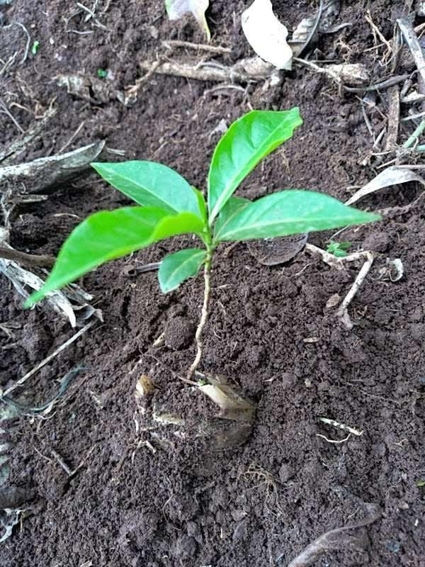 tree image