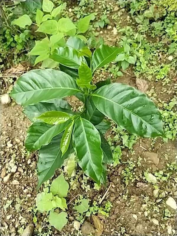 tree image