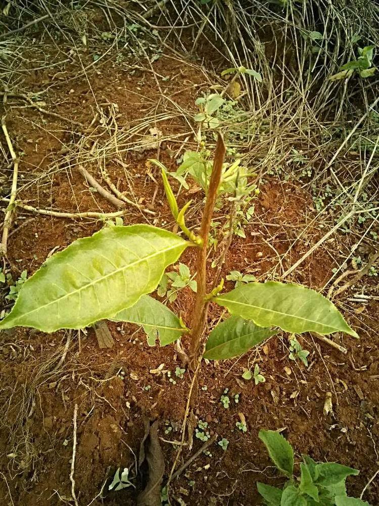 tree image