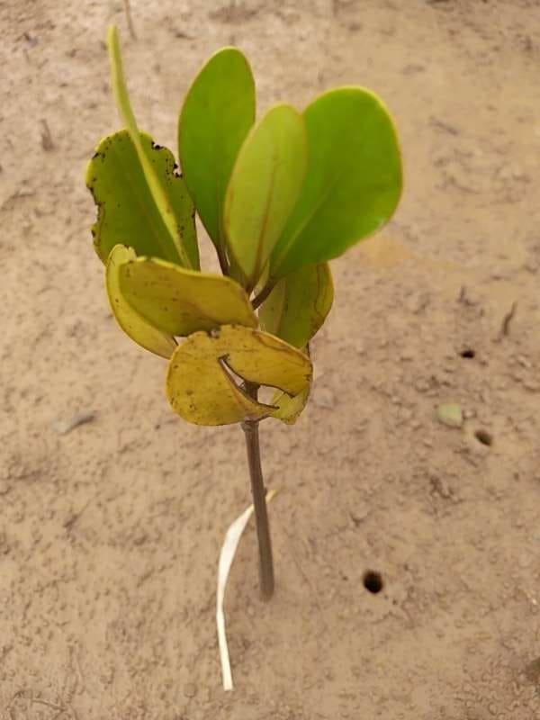 tree image