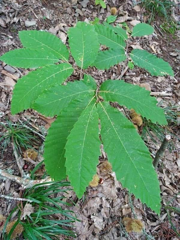 tree image