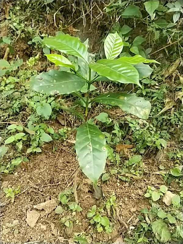 tree image