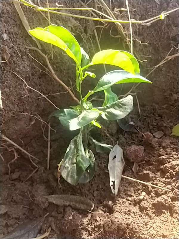 tree image