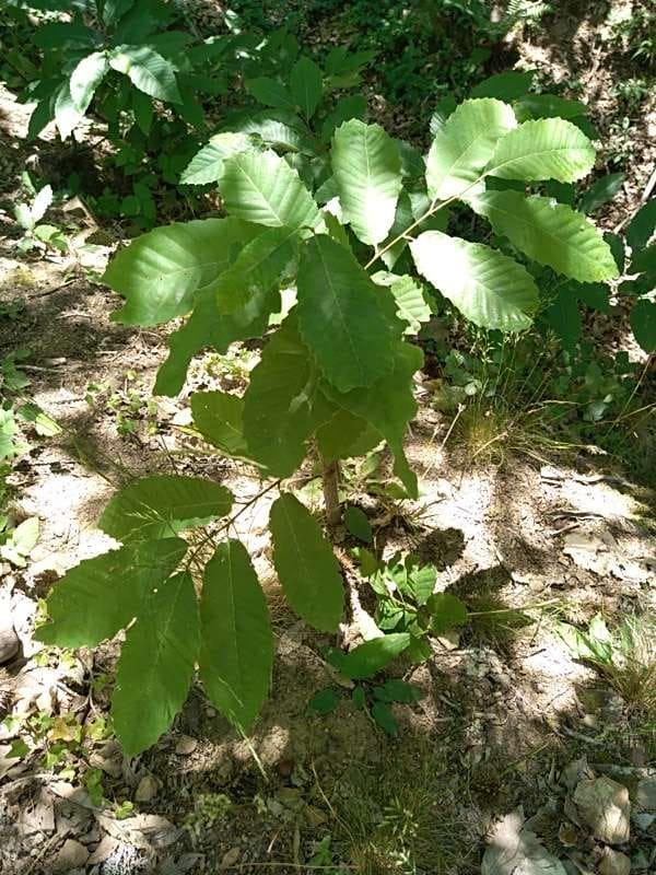 tree image