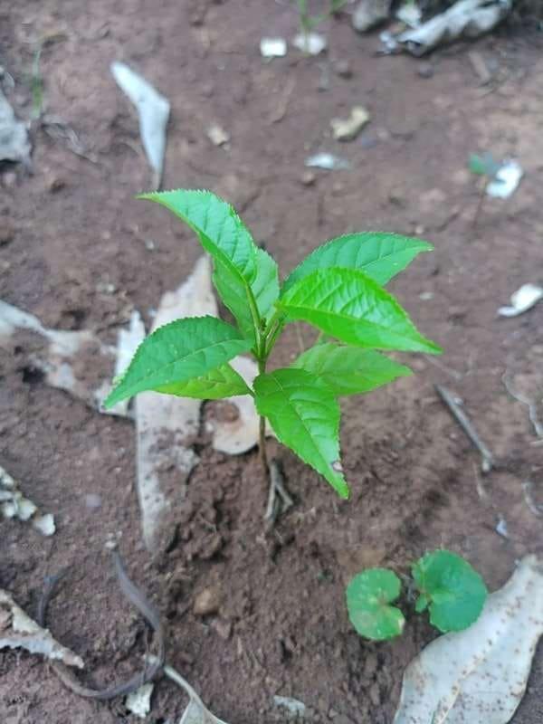 tree image