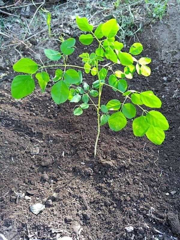 tree image