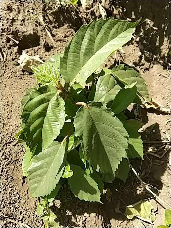 tree image