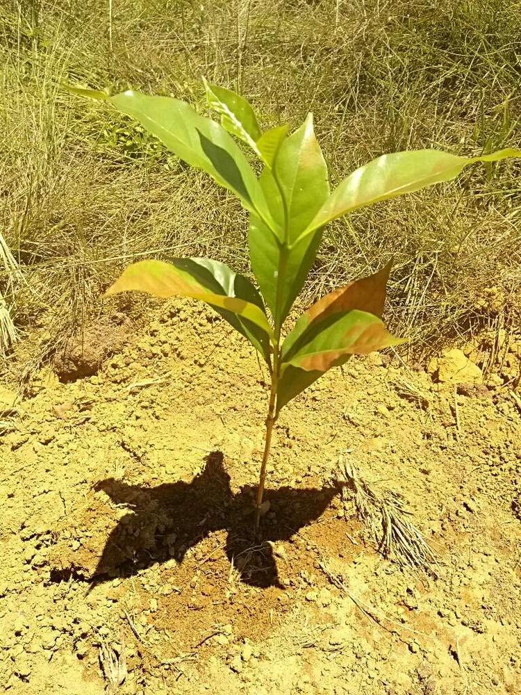 tree image