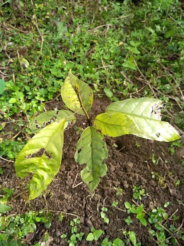 tree image
