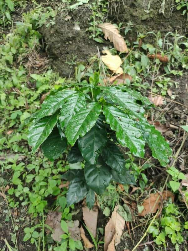 tree image