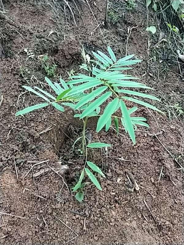 tree image
