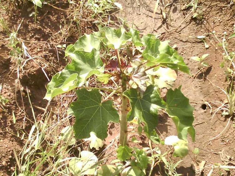 tree image