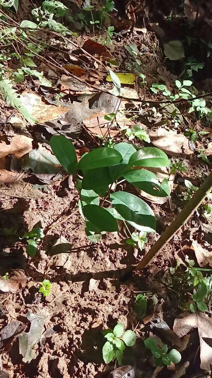 tree image