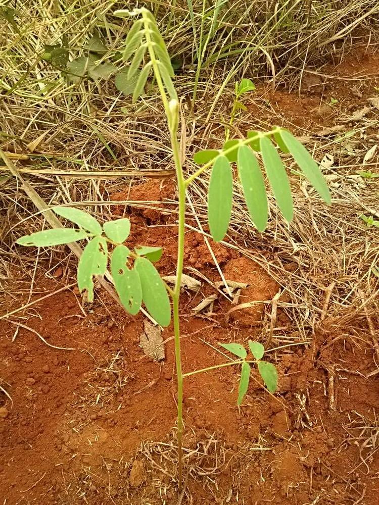 tree image