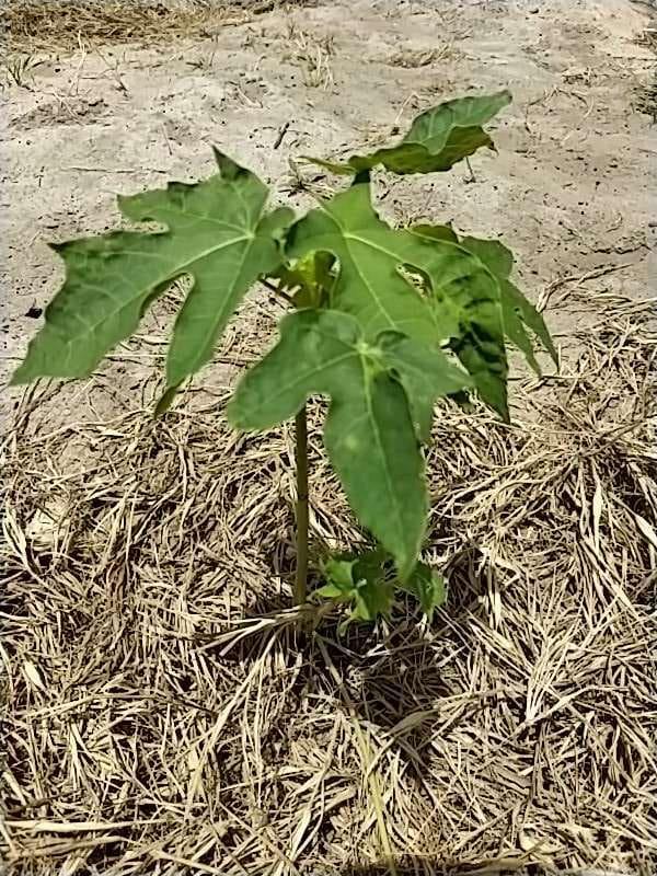 tree image