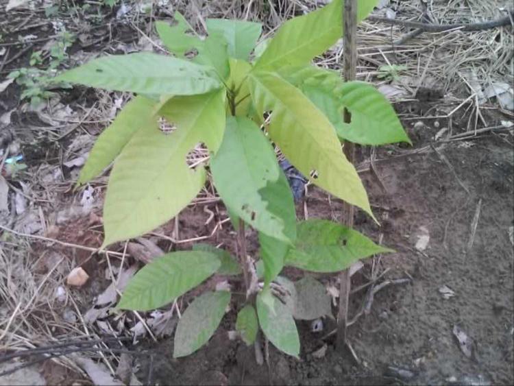 tree image